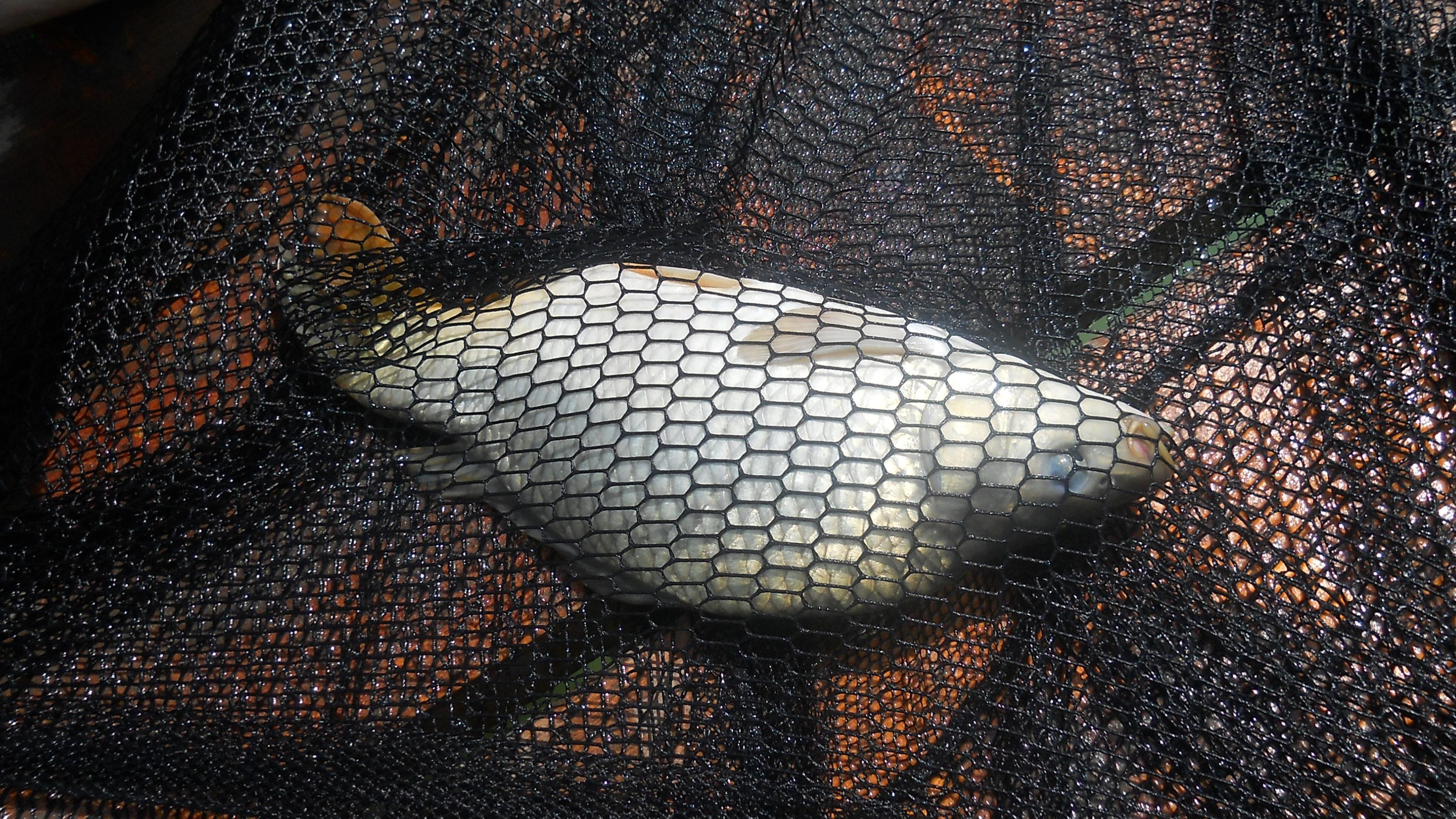 Pleasa - DSCN1585.JPG